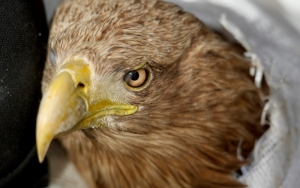 На существование в неволе краснокнижную птицу  обрек не человек, а нелюдь