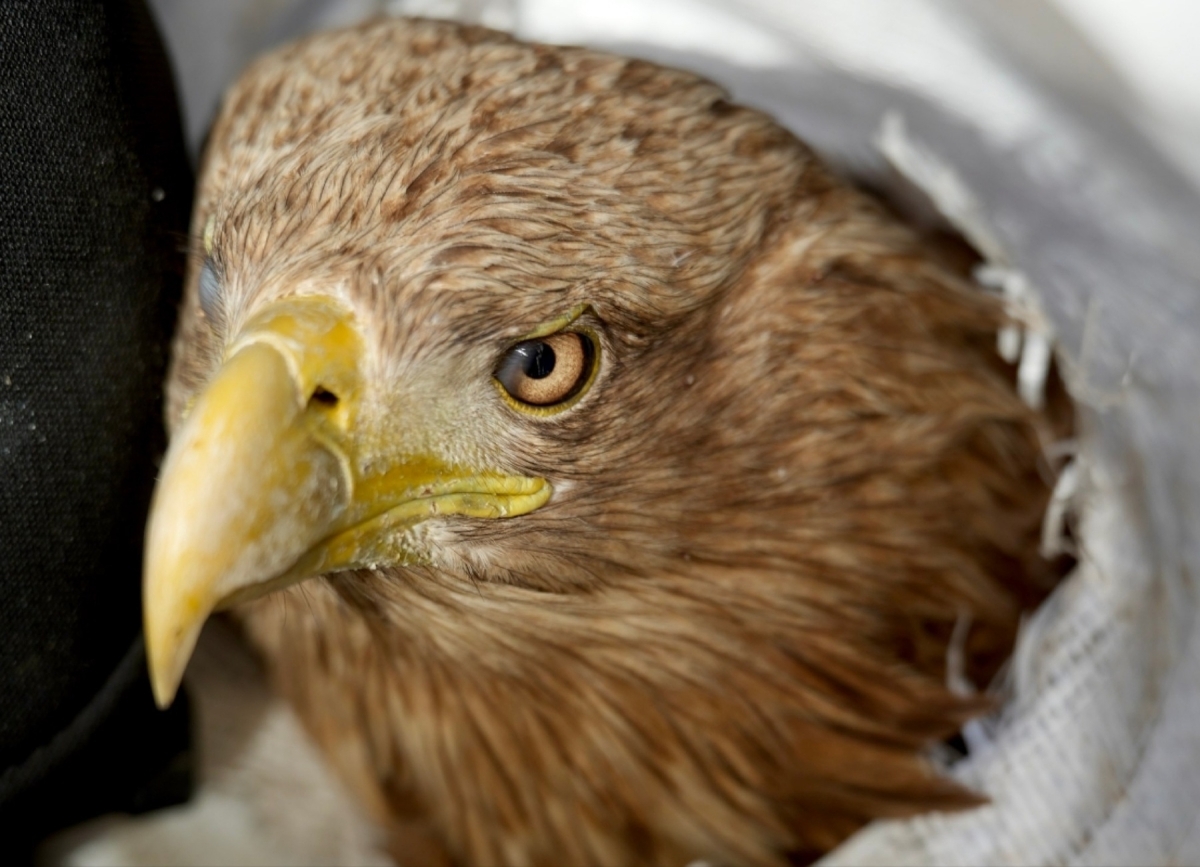 На существование в неволе краснокнижную птицу  обрек не человек, а нелюдь