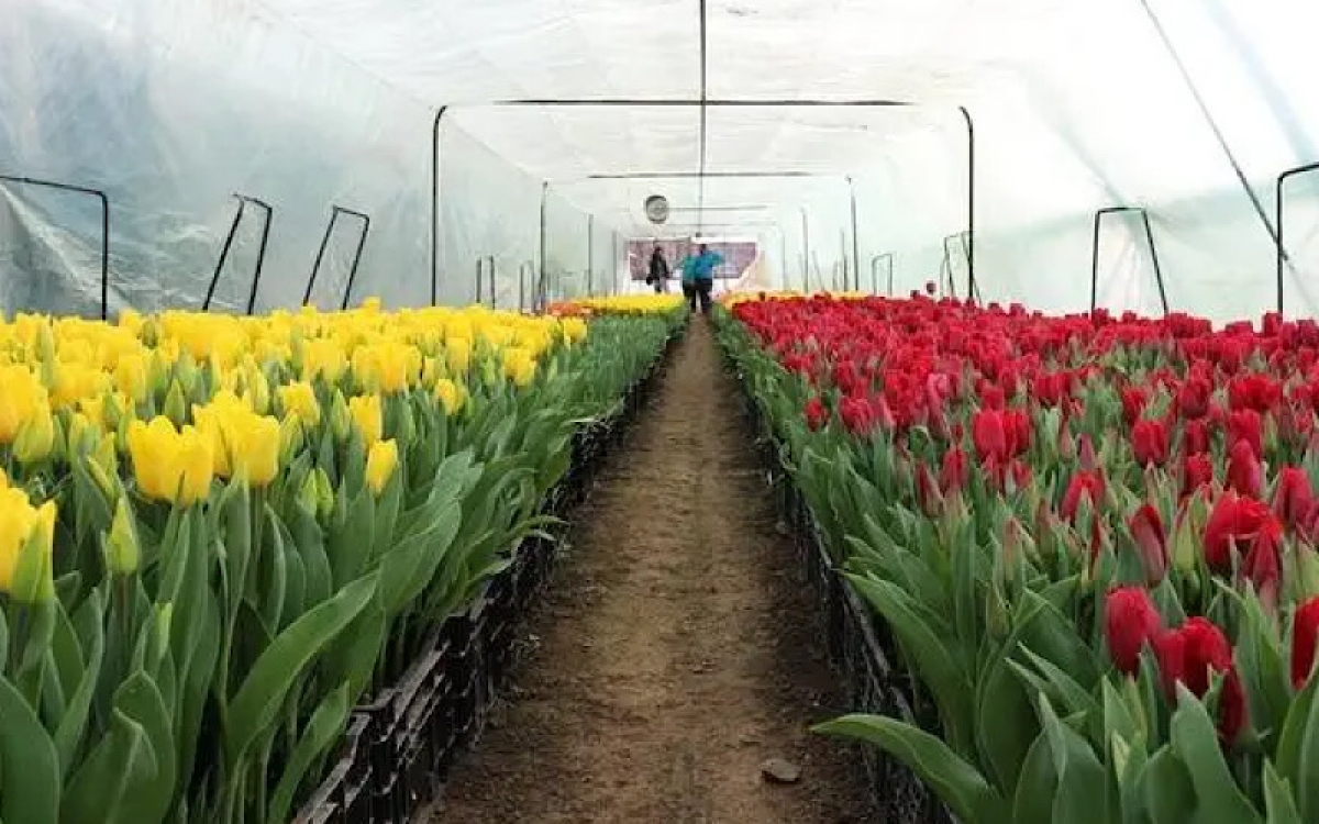 &nbsp; &nbsp; &nbsp; &nbsp; &nbsp; Тюльпанный рай и математика