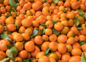 Более 31 тыс. тонн мандаринов вывезено из Абхазии с начала цитрусового сезона
