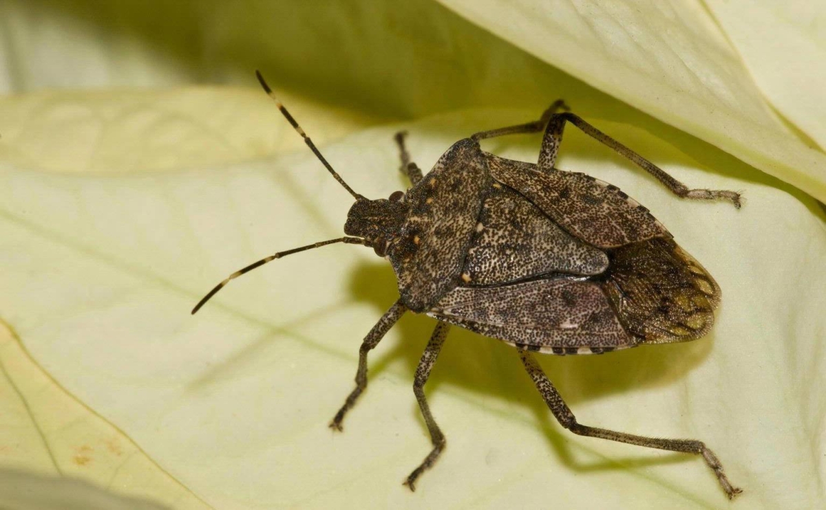 К сведению населения